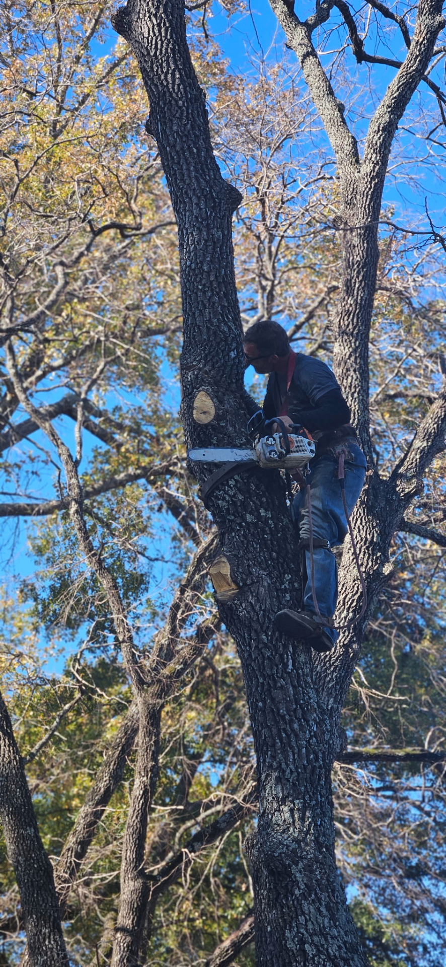 Owner In The Canopy project in Central Texas