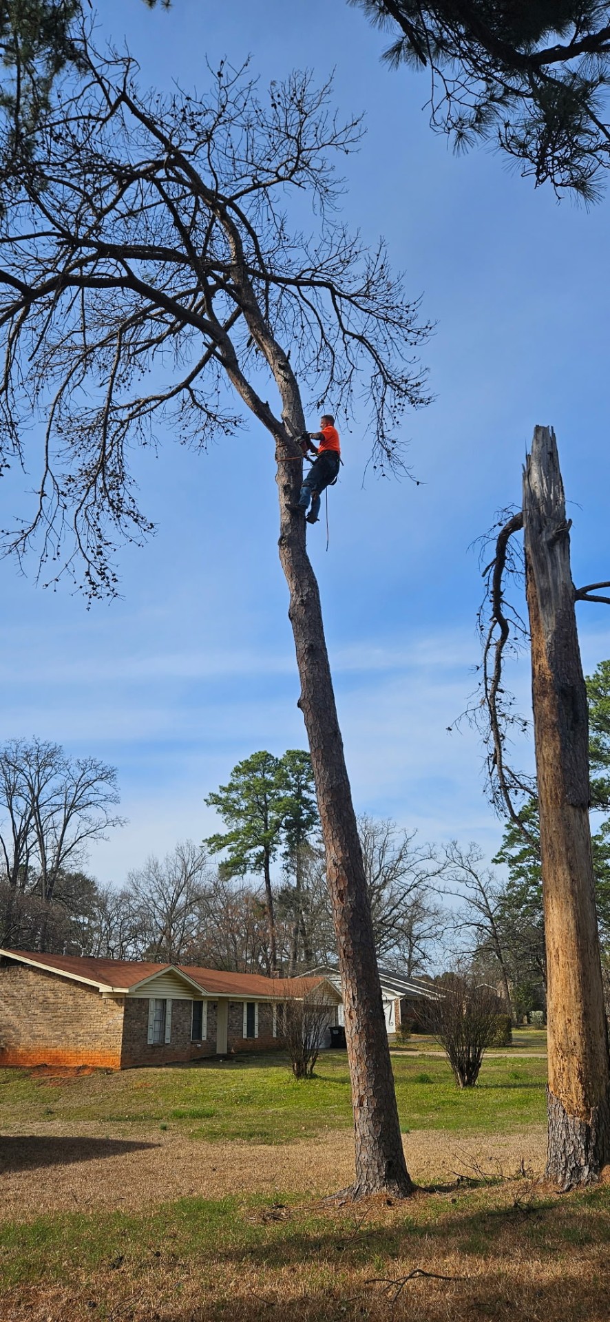 Climber in orange scaling a dead pine next to a home