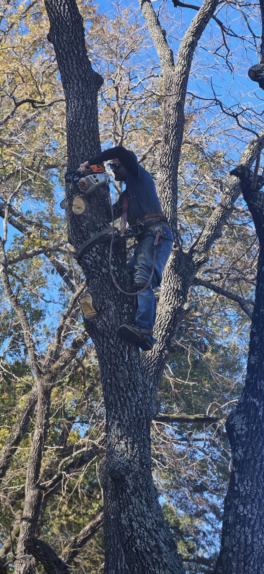 Arborist making the finishing cut on a large oak trunk near a home