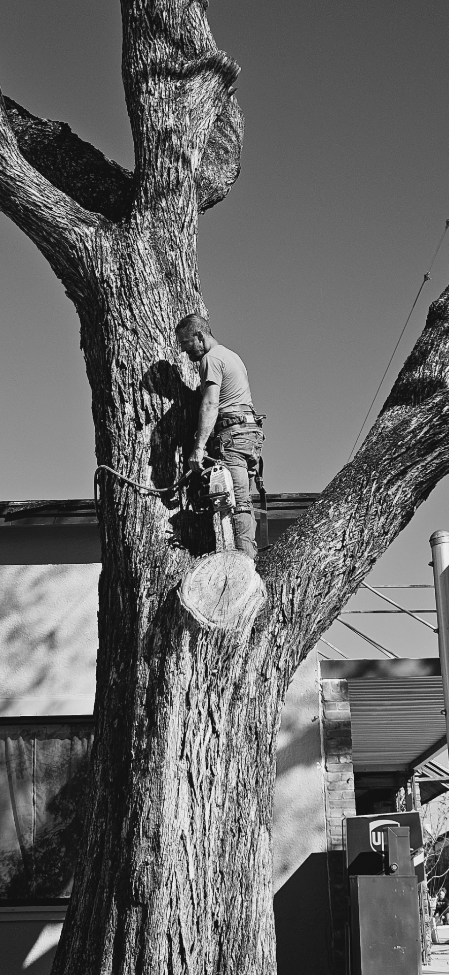 Ground 2 Crown climber cutting a large limb with a chainsaw