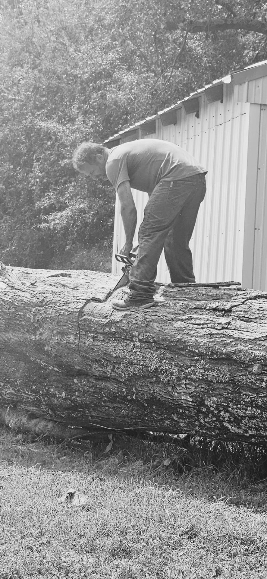 Stump Grinding project 4
