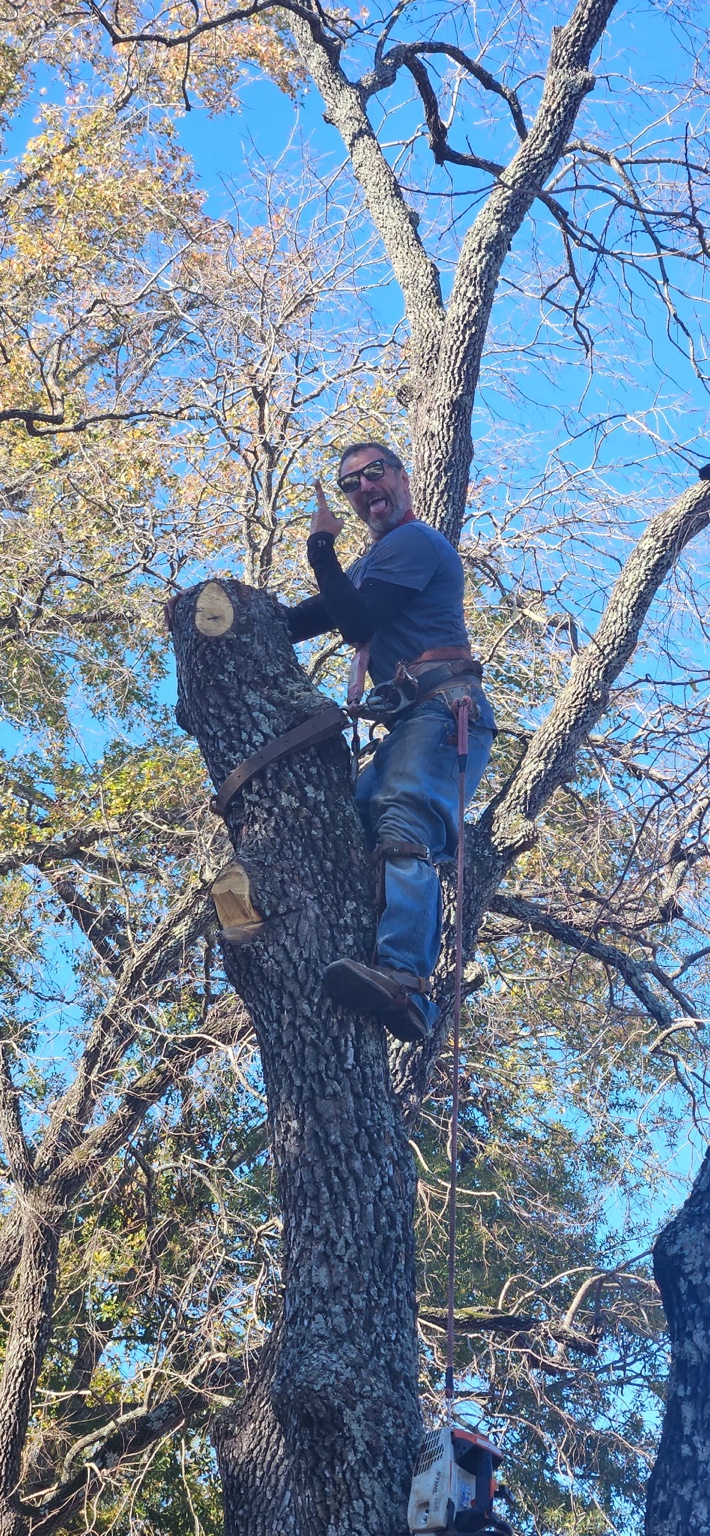 Owner high in a tree canopy in climbing gear