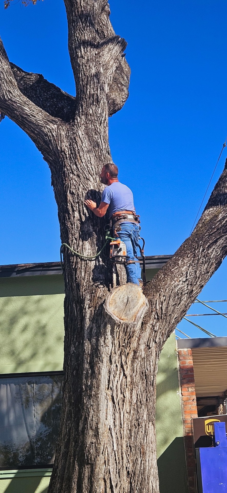 Trunk Section Cut project in Central Texas